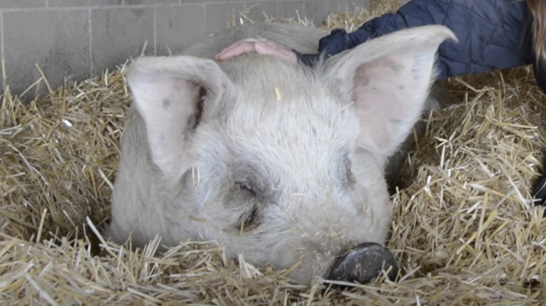 Rescued pig in hay being pat 