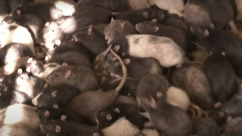 rats crawling over each other
