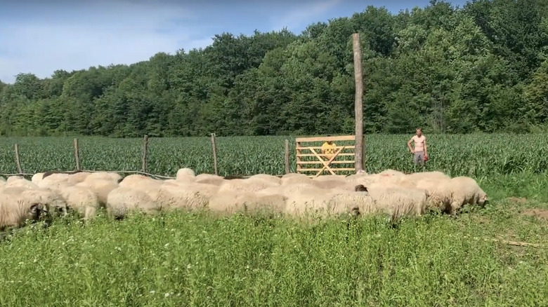 herd of rescued sheep