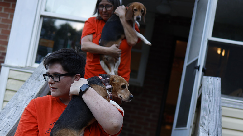 volunteers carrying rescued beagles 