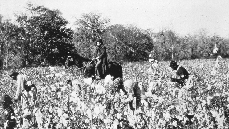 Enslaved workers picking cotton  