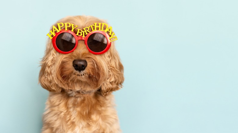 Dog wearing birthday sunglasses