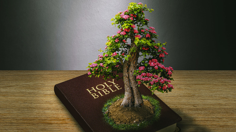 Tree growing on a Bible
