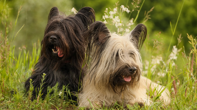 two Skye terriers