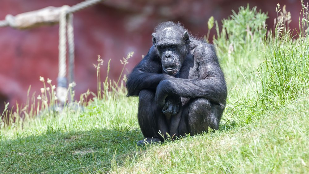 A chimpanzee (lat. Pan) is seen on May 31, 2020 in Gelsenkirchen, Germany. 