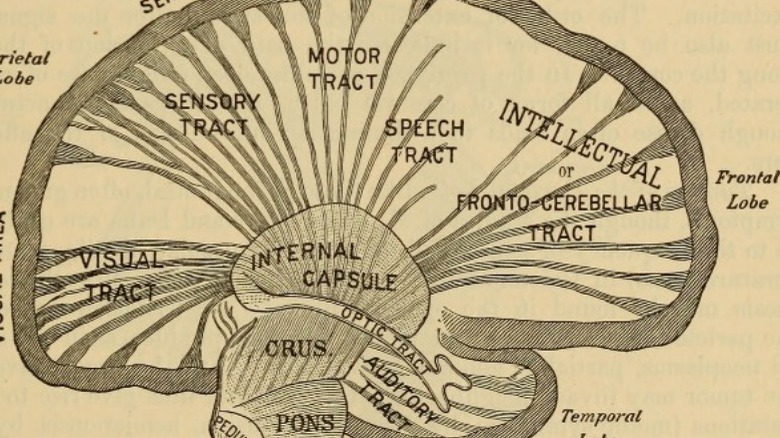 A diagram of the brain from the 1800s