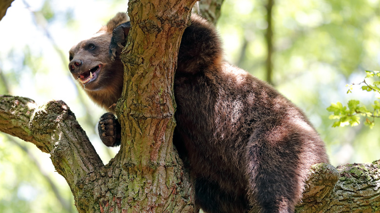 Brown bear climbing tree