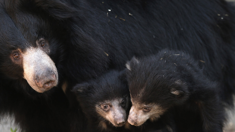 Sloth bear and cubs cuddling 