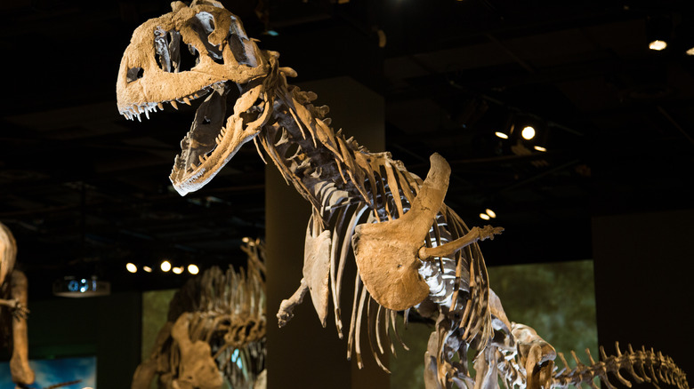 Majungasaurus skeleton standing