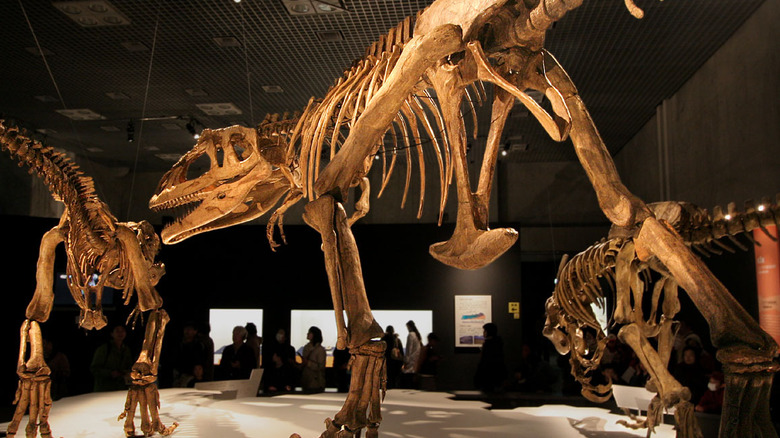 Mapusaurus roseae skeletons at museum in fighting stance