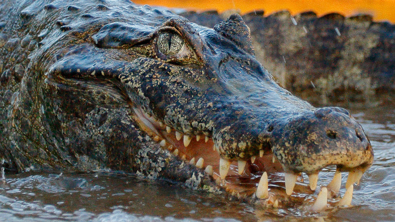 river crocodile danger dinosaur