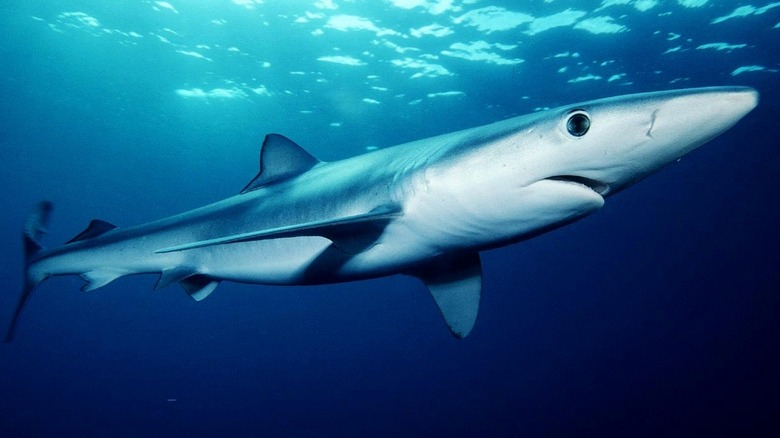 beautiful blue shark near surface 