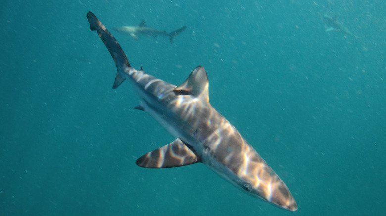 bronze whaler shark hunts underwater