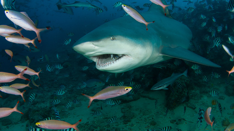 bull shark about to eat a school of fish
