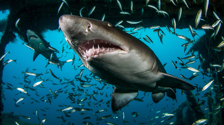 sand tiger shark swimming menacingly