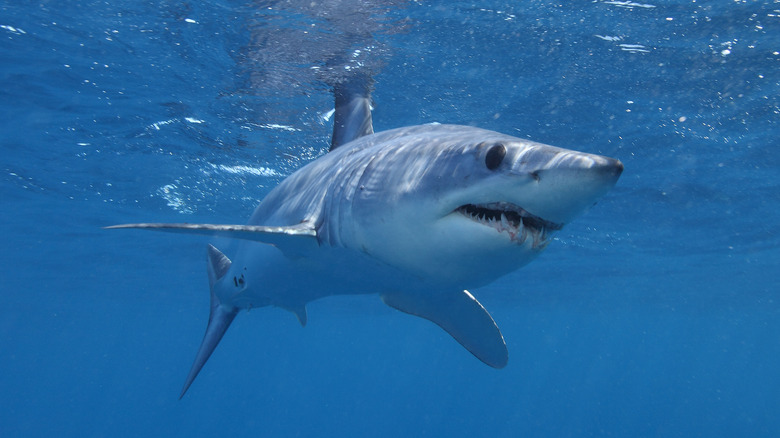 shortfin mako shark hunting prey in blue water