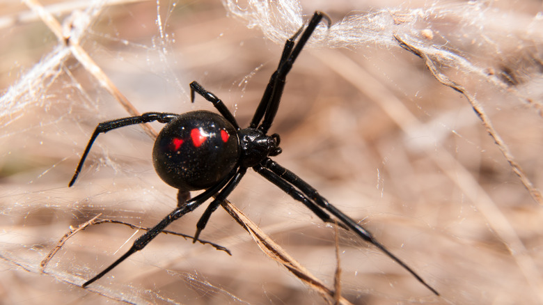 black widow spider on webs