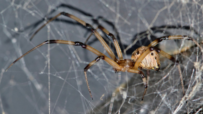 brown widow spider on webs