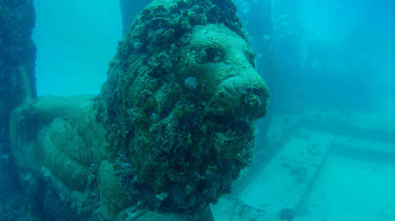 A lion in Neptune Memorial Reef