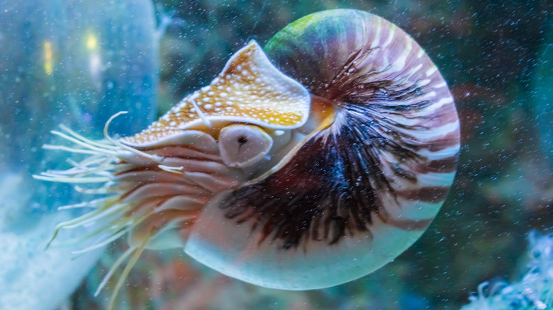 Nautilus alive and underwater