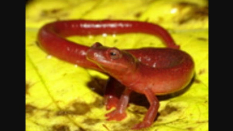 Chriqui fire salamander sitting on a yellow leaf