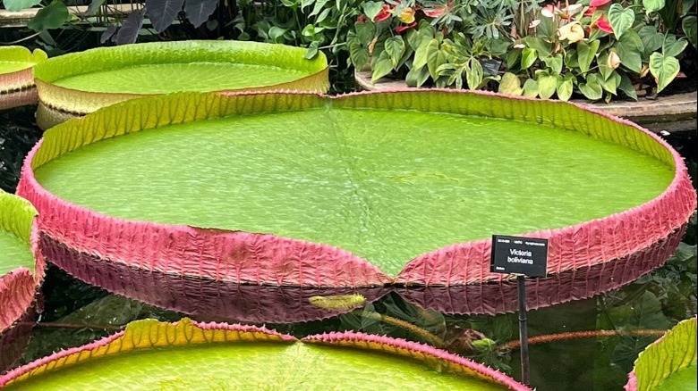 A giant Bolivian waterlily floating in a pond