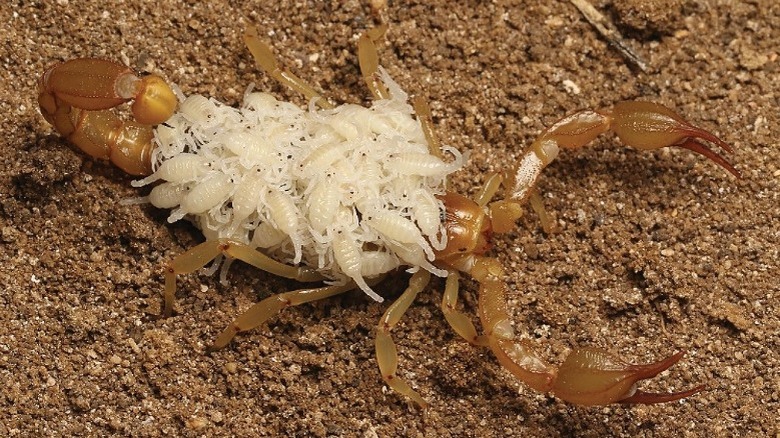 Paruroctonus soda scorpion with young on back 