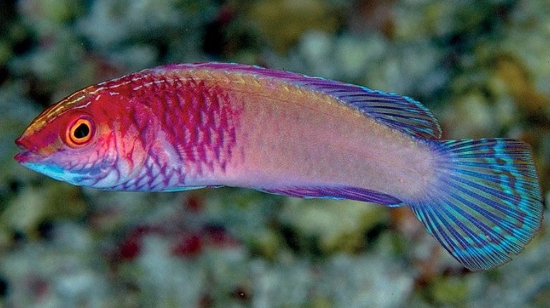 Rose-veiled fairy wrasse underwater photograph from Rasdhoo Atoll, Maldives