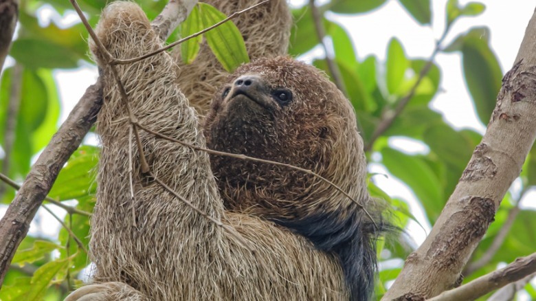 Maned sloth climbing in a tree in Brazil