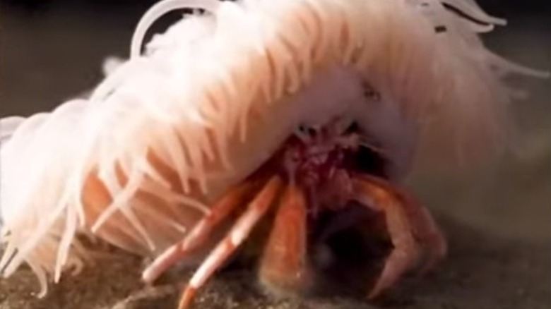 A sea anemone attached to a hermit crab's shell underwater