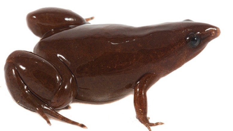 A tapir frog on a white background