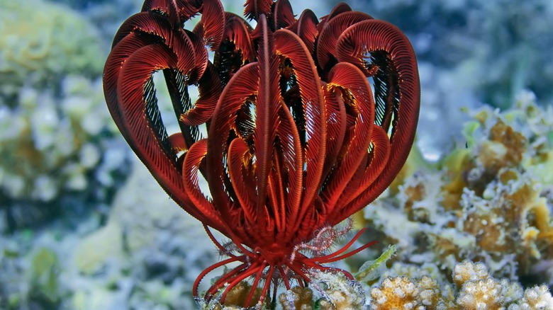 A red feather star perched on coral underwater