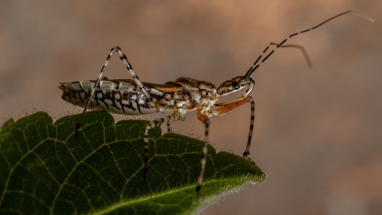 Close-up of a speckled assassin bug on a leaf