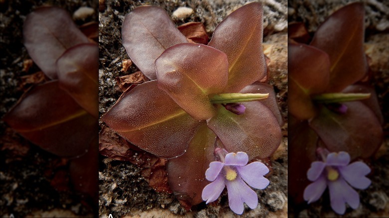 A small purple-flowered butterwort plant growing on a rock
