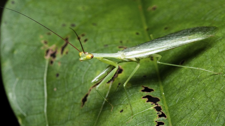 A crystalline praying mantis on a leaf