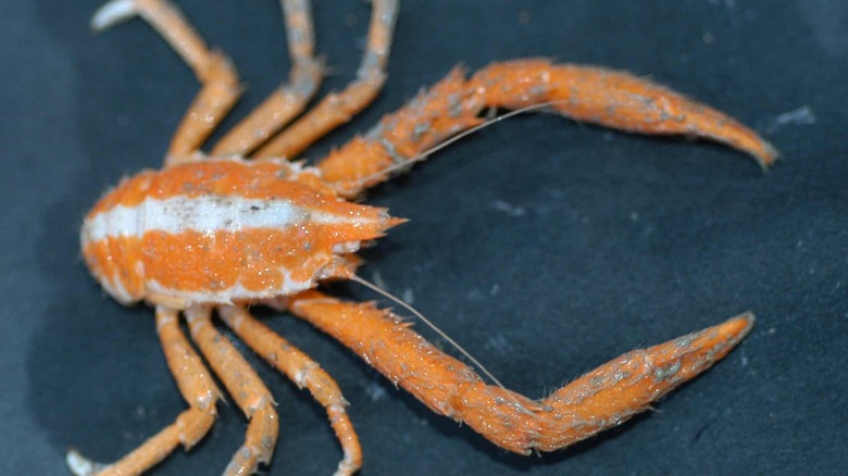 A  close-up of an orange and white squat lobster