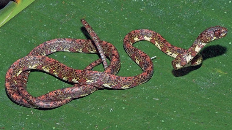 A red and brown speckled snake on a leaf
