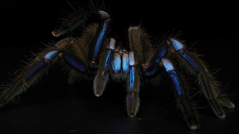 A male electric blue tarantula on a black background