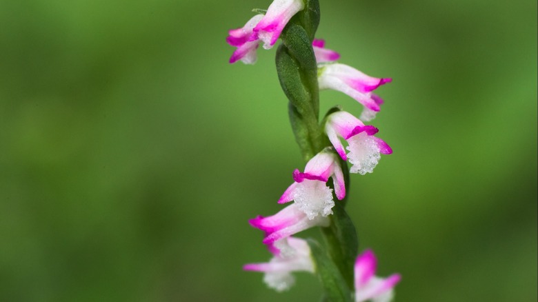A close-up of a pink Chinese ladies' tresses orchid flower stalk