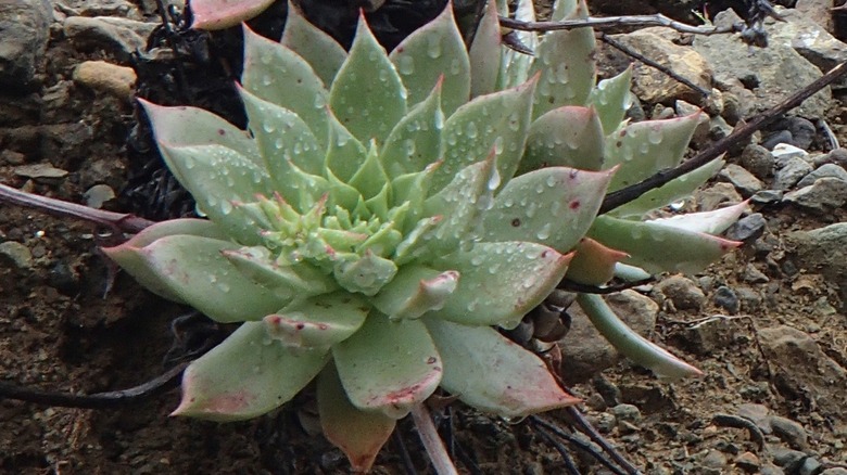 Close-up of two succulent Dudleya plants