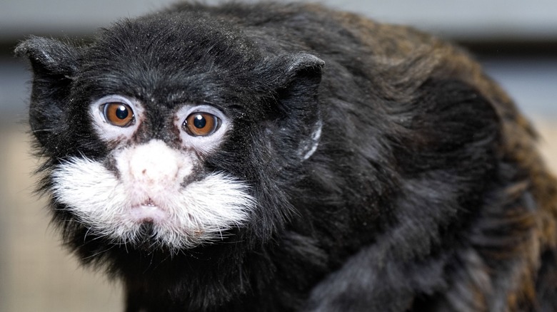 Close-up of a Spix's mustached tamarin