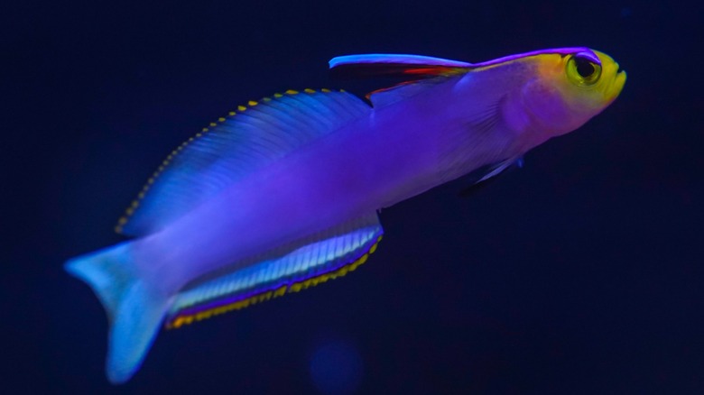 A close-up of a colorful lavender-blushed dartfish swimming