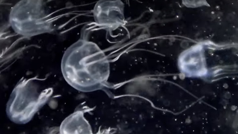 Close-up of several small box jellyfish swimming together