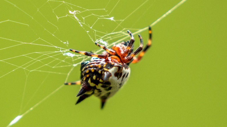 A close-up of a brightly colored box kite spider in its web