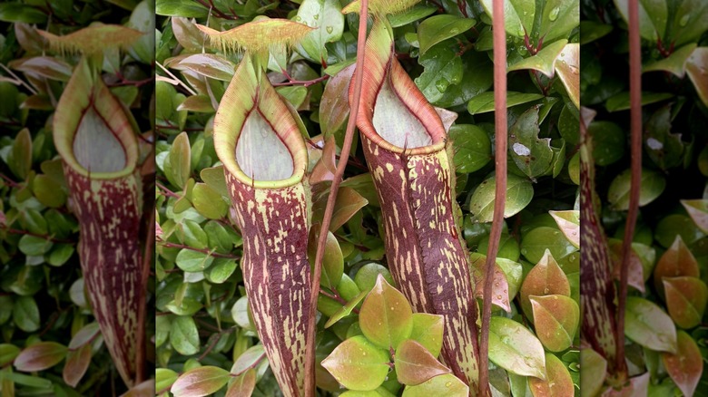 A speckled Nepenthes berbulu pitcher plant