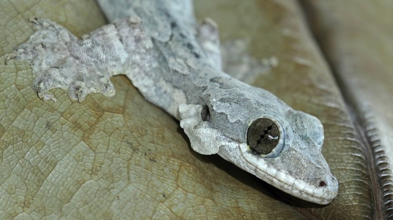 A close-up of a gray parachute gecko on a leaf