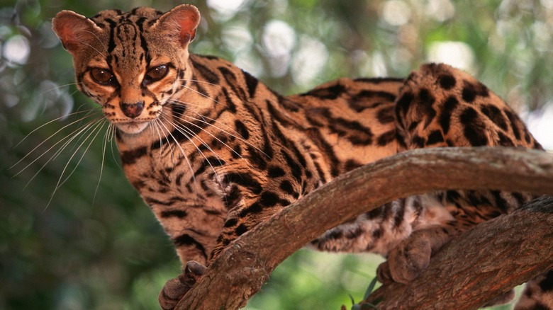 Close-up of a margay cat in a tree