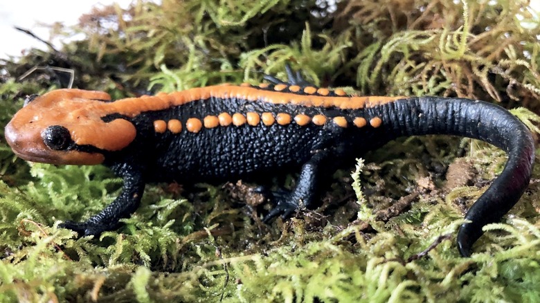 Orange-black Ngoc Linh crocodile newt on moss