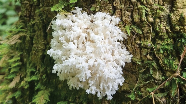 A white fungus growing on a tree
