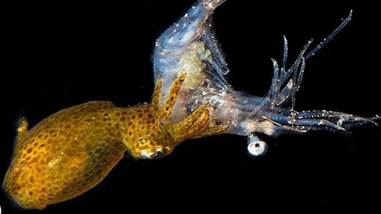 Hannan's pygmy squid eating translucent shrimp